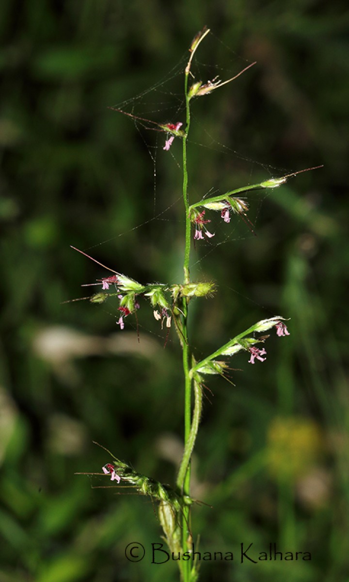 Oplismenus compositus (L.) P.Beauv.